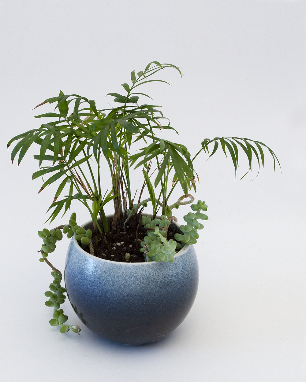 planter_planet1